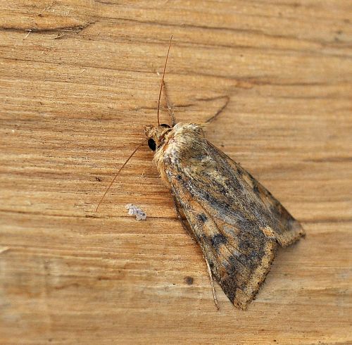 Helicoverpa armigera